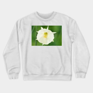 Narcissus cantabricus  White hoop petticoat daffodil  Div  13 Species Crewneck Sweatshirt